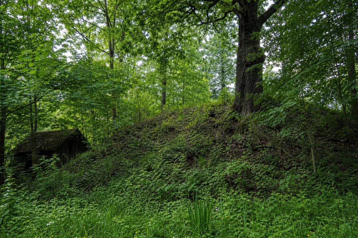 Geruliai Hillfort in Prienai District, its rampart densely covered in deciduous trees and undergrowth beside the remains of an old timber homestead