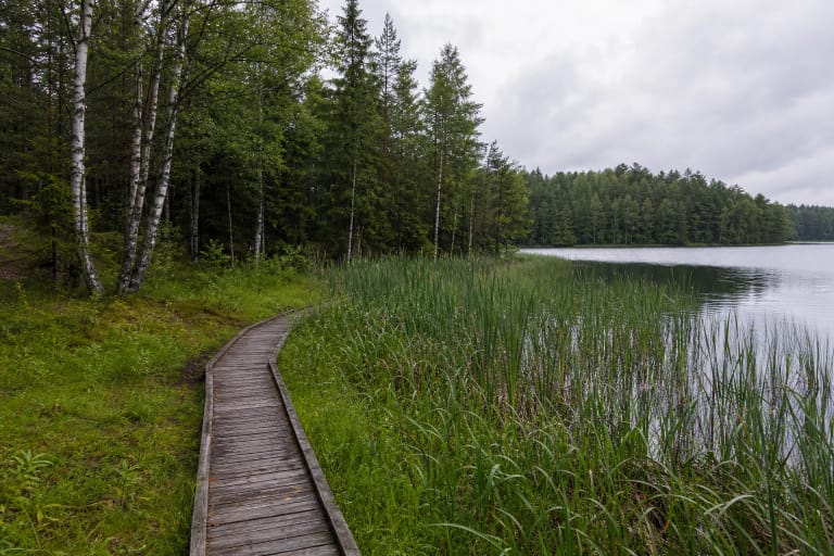 Giliaus ežero pakrantės medinis lieptas tarp nendrių, beržų, eglių ir ramaus vandens