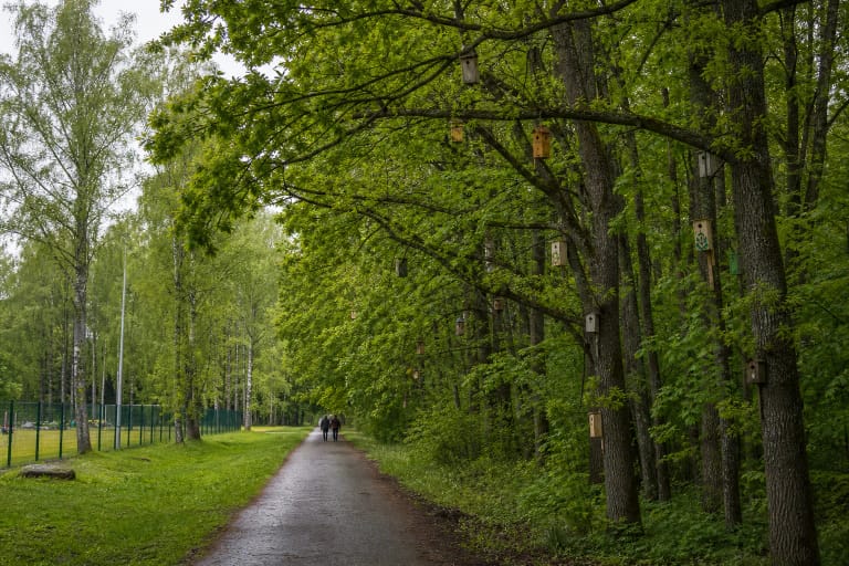 Asfaltuotas takas palei žaliuojantį Girelės mišką, kurio medžiuose kabo įvairūs mediniai inkilai