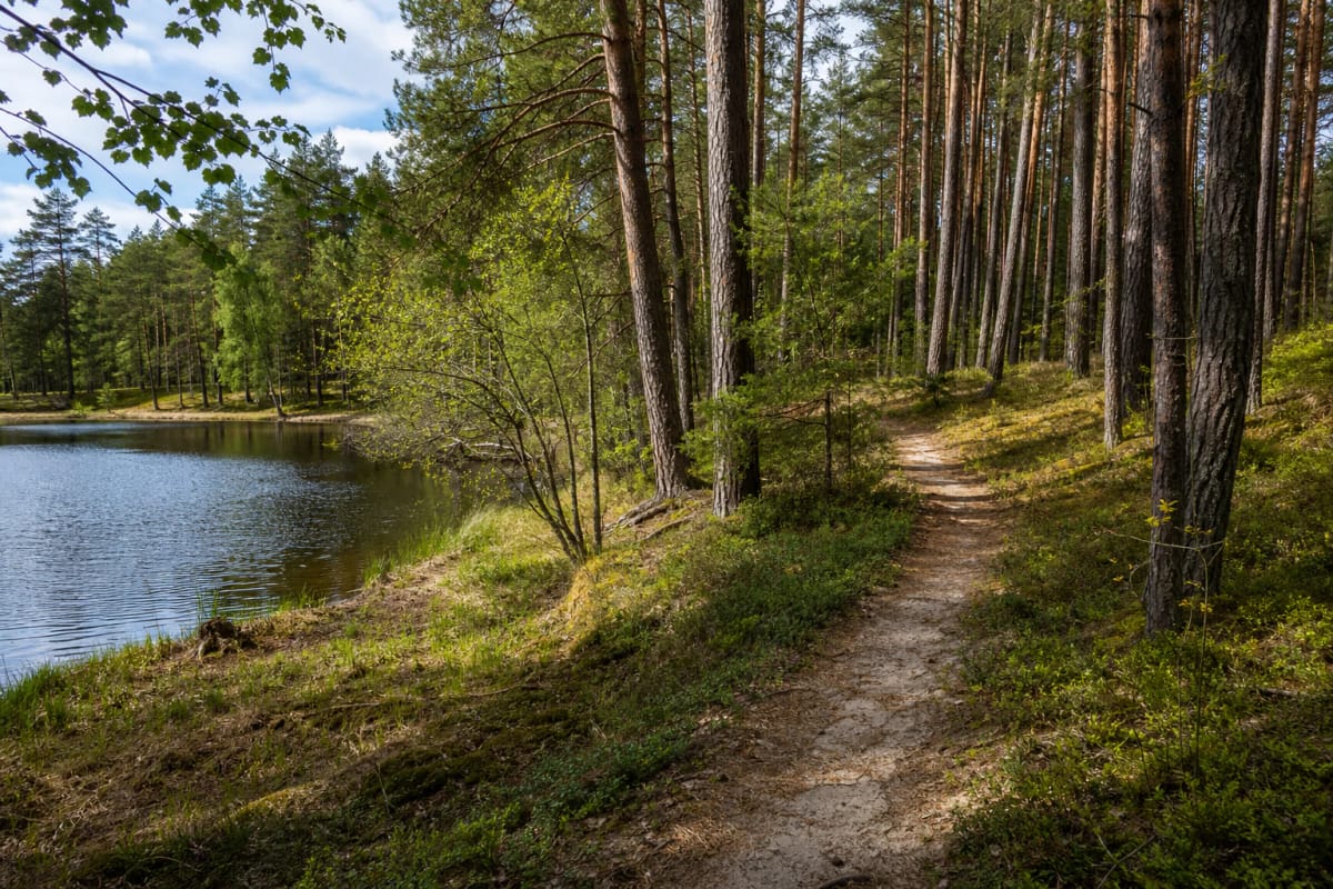Sandy Girinio Nature Trail winding among tall pines beside the calm old-mill pond on the Duobupis