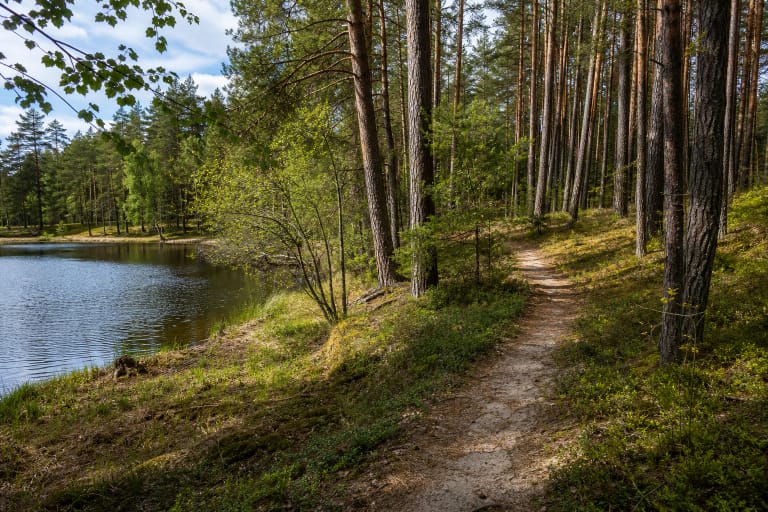 Smėlėtas Girinio pažintinio tako takelis tarp aukštų pušų palei ramų Duobupio senojo malūno tvenkinį