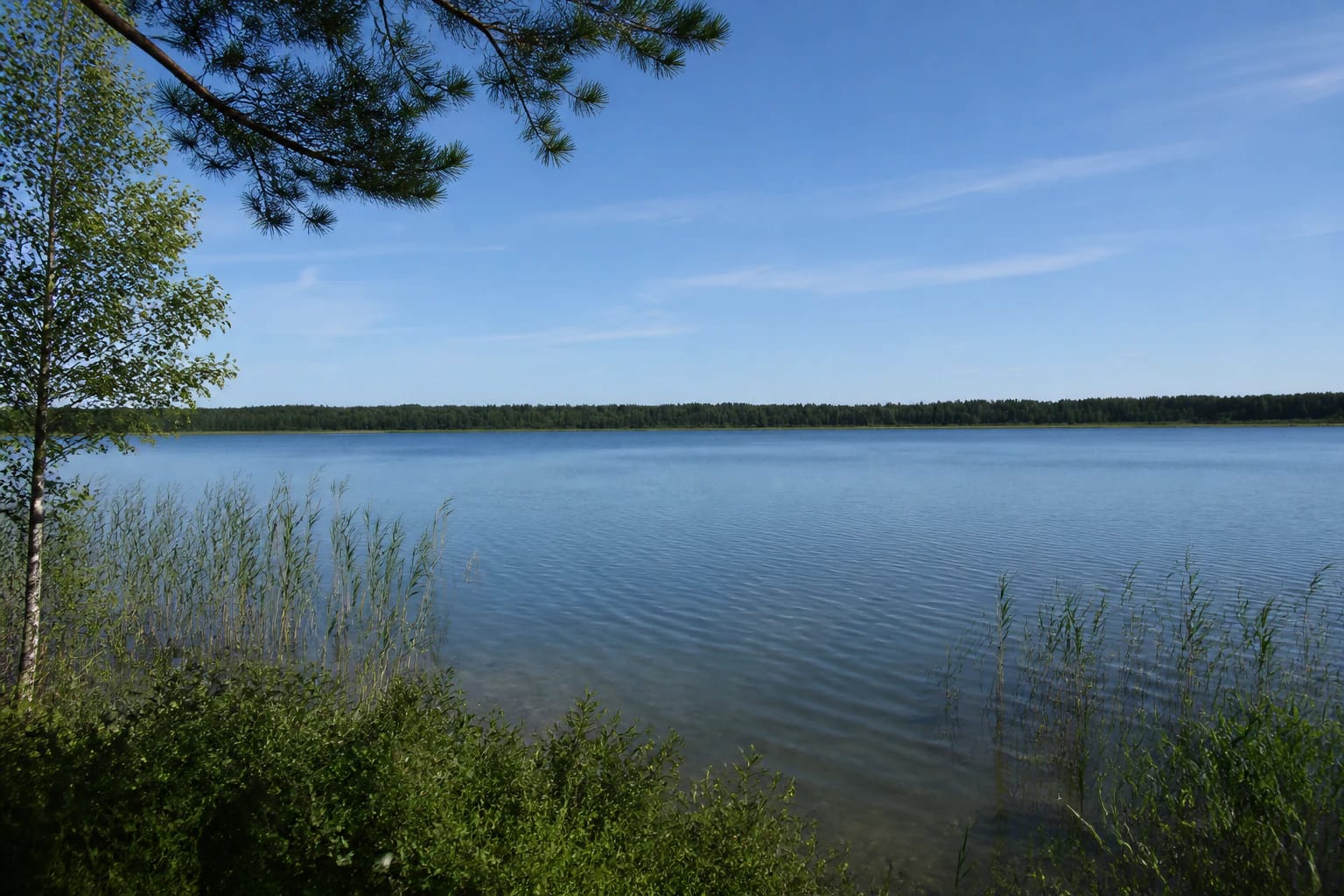 Calm Lake Glėbas, a reed-fringed low shore, and a forested far bank