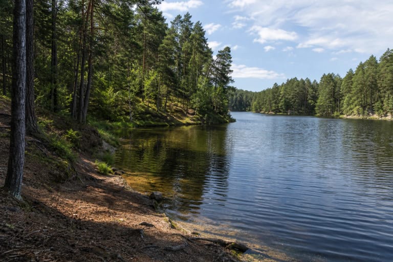 Aukšti miškingi Glyno ežero krantai Dzūkijos nacionaliniame parke