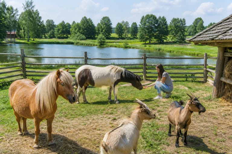 Green Valley Molėtai tvenkinio pakrantės aptvaras su poniais ir ožkomis saulėtą vasaros dieną