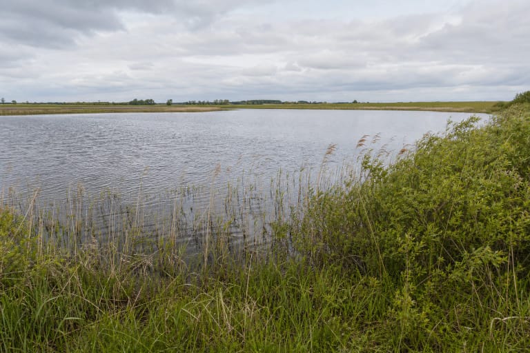 Gudelių Lake with a reedy shore, low shrubs, and open fields in the distance