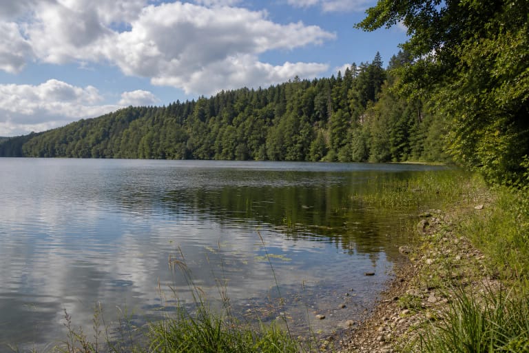 Guostaus ežero ramus vandens paviršius tarp aukštų miškais apaugusių krantų