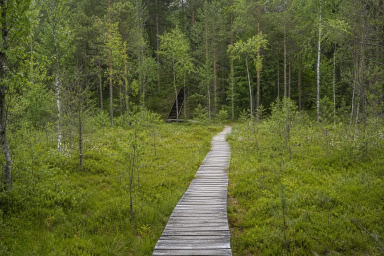 Siauras medinių lentų Gurakalnės pelkės takas per žalią aukštapelkę link laiptų į brandų pušų ir beržų mišką