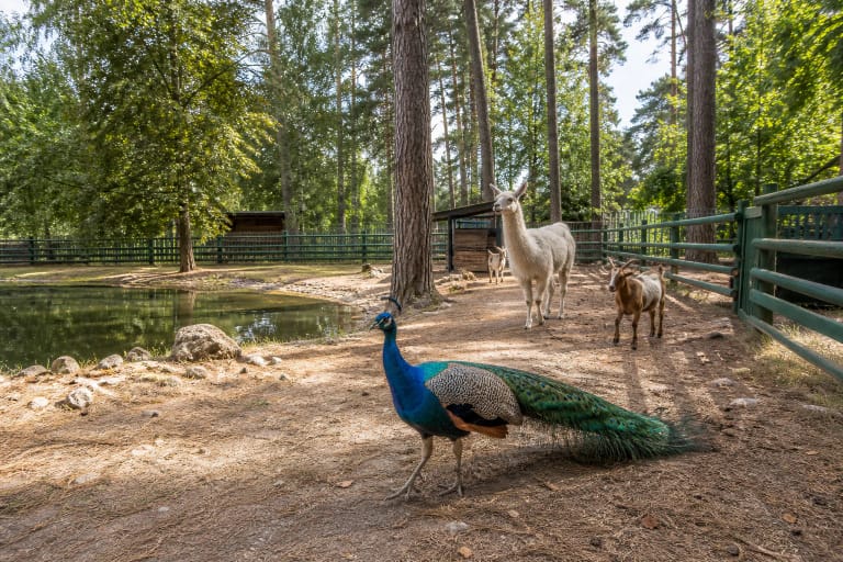 HBH Žvėrinčiaus miško aptvaras su tvenkiniu, mediniais gyvūnų nameliais, lama, poniu ir avimis