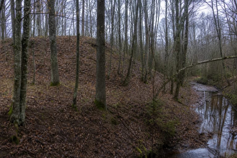 The densely wooded bank of Ivangėnai II Hillfort in the Suvirkštė valley