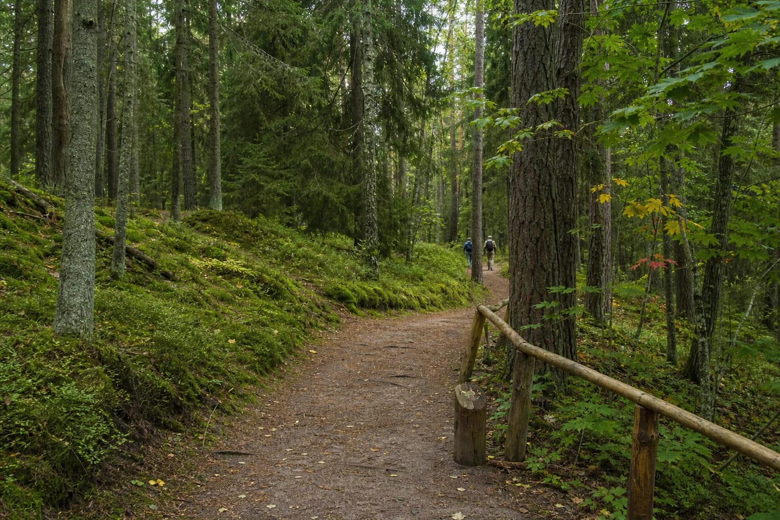 A narrow path on the Juodkrantė dendrological trail winding between old pines, spruce, and deciduous trees across mossy dune slopes