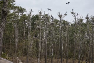 Juodkrantė cormorant and grey heron colony with birds in treetops and white-marked pine trunks