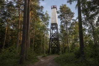 Black lattice tower and white slatted daymark of Juodkrantė Lighthouse among old pines in the Bloksberg forest
