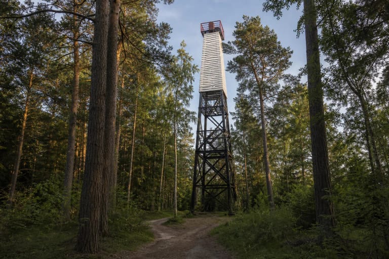 Black lattice tower and white slatted daymark of Juodkrantė Lighthouse among old pines in the Bloksberg forest