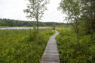 Wooden boardwalk crossing Juodlė wetland towards a reed-fringed lake and birdwatching platform