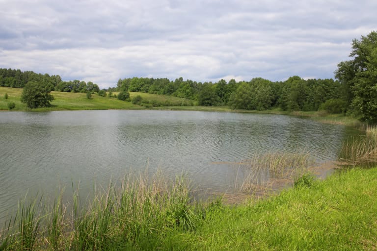 Jurgežerių ežero žolėta ir nendrėta pakrantė, ramus vanduo ir miškingas horizontas