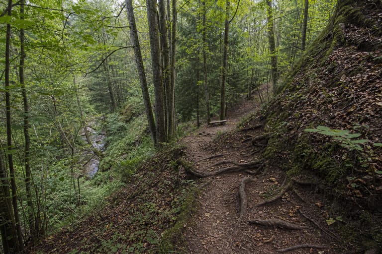 A narrow root-covered Kalnų Takai woodland path on a steep slope in the Žvelsa Valley