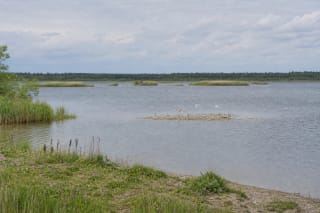 Water and low gravel islands at Kalviai quarry with Common Terns flying over their protected breeding site