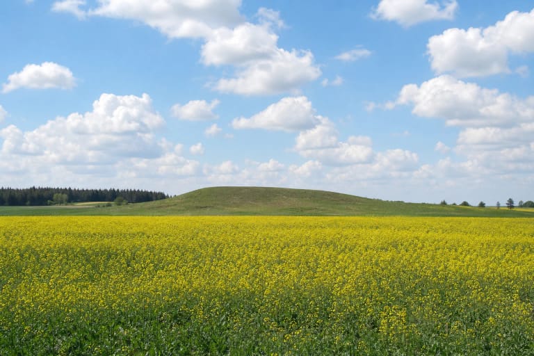 Žemas žolėtas Kampinių piliakalnis su plačia suplokštėjusia aikštele tarp atvirų Suvalkijos laukų