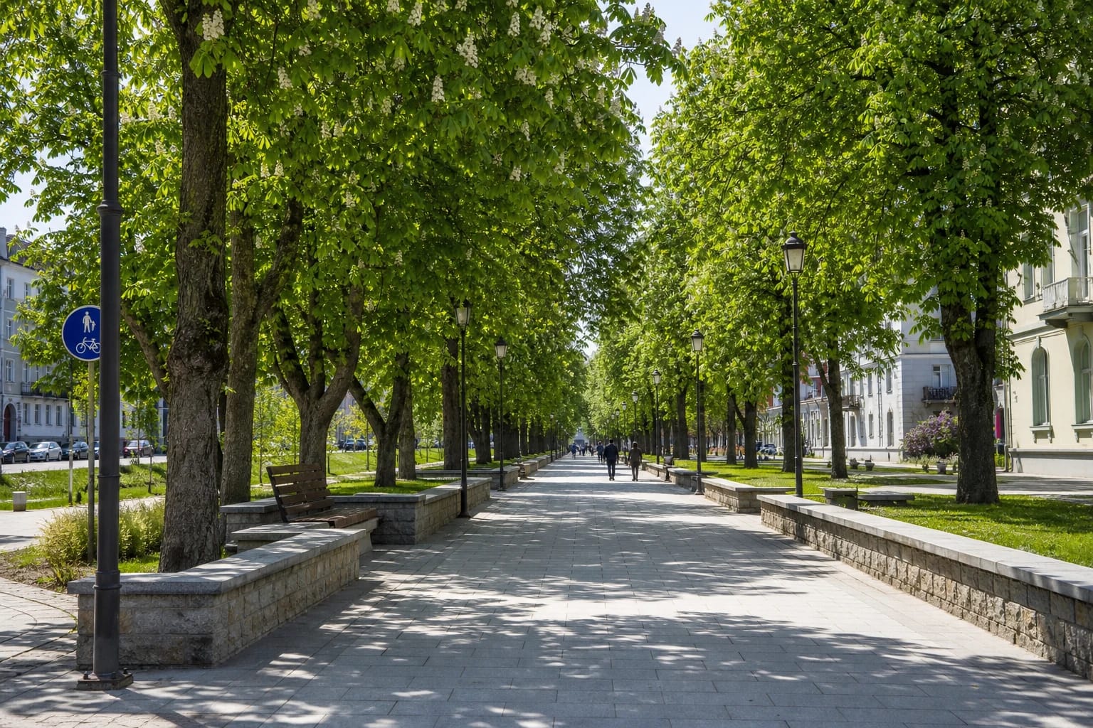 A canopy of flowering horse chestnut trees above the pedestrian path of Chestnut Avenue in Šiauliai