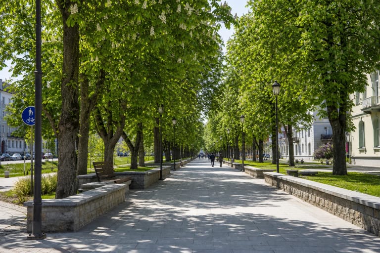 Žydinčių kaštonų lajų skliautas virš Kaštonų alėjos pėsčiųjų tako Šiauliuose