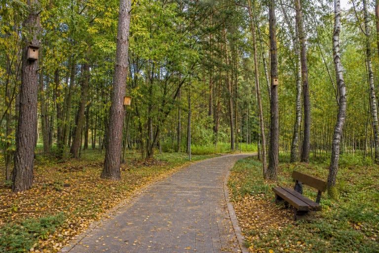 A paved path through the pine and birch woodland of Kazlų Rūda City Park, with bird nest boxes on trees and a bench beside the path