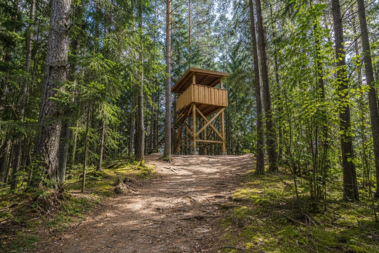 A small timber observation tower on a sandy rise among pines and spruces on the Kazlų Rūda Forest Nature Trail