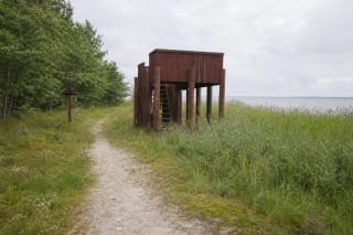 Kintų girininkijos rekreacinio tako smėlio takelis prie medinio apžvalgos bokštelio, nendrynų ir Kuršių marių