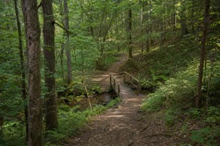 Natural Kleboniškis Forest Park path with a wooden footbridge over a small stream