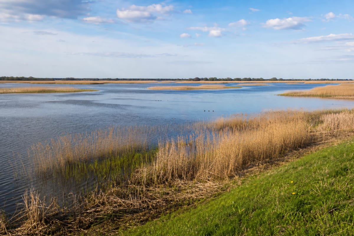 Krokų Lanka Lake with broad reedbeds and low marshy shores in the Nemunas Delta