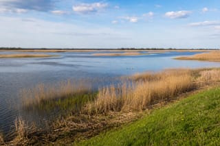Krokų Lanka Lake with broad reedbeds and low marshy shores in the Nemunas Delta