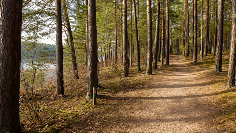 Kulautuvos pušynų smėlingas takas tarp aukštų pušų su spalvotu sveikatingumo trasos ženklu
