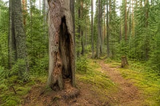 Old hollow tree on a trail in Labanoras Forest
