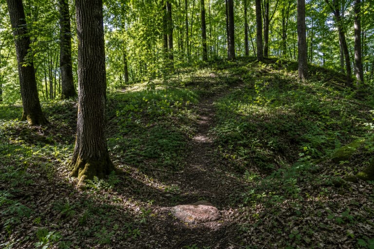 Lakinskų piliakalnio žemės pylimas ir siauras takas brandžiame lapuočių miške