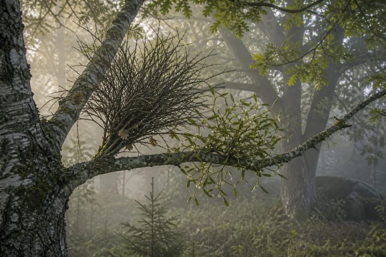 Laumė's broom and mistletoe on a tree branch as a symbol of liminal growth in Lithuanian folklore