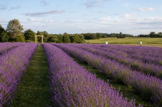 Purple rows of lavender flowering at the Mockūnai farm, with green aisles and a belt of trees in the Biržai countryside