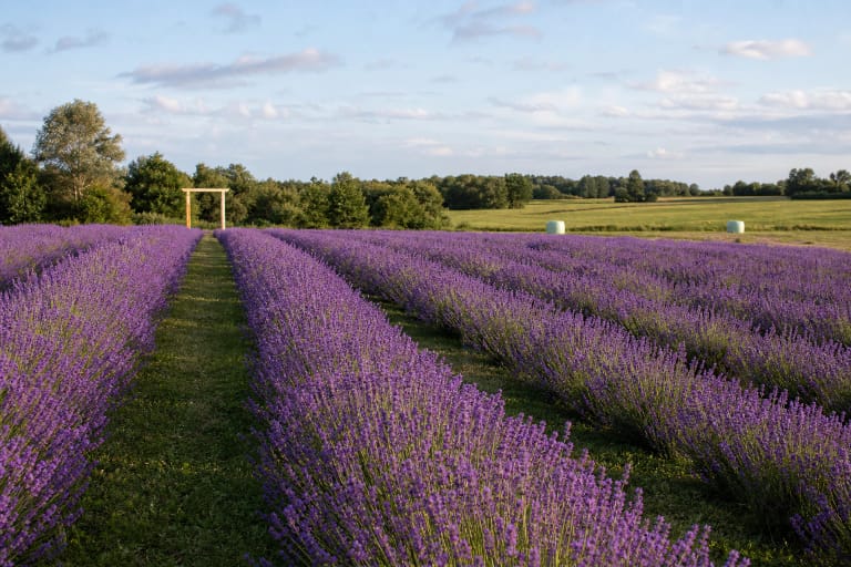 Purple rows of lavender flowering at the Mockūnai farm, with green aisles and a belt of trees in the Biržai countryside