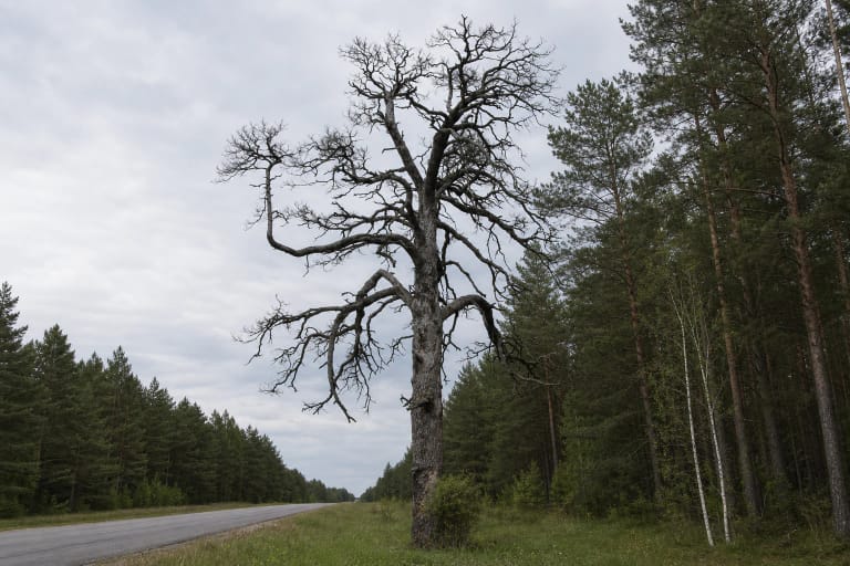 Aukšta sausa Marcinkonių 127 kvartalo drevėta pušis su plačia kreiva laja prie asfaltuoto kelio Dzūkijos pušyne