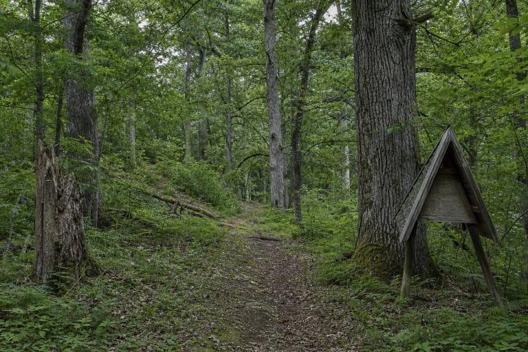 Old oak woodland and a forest path in Medžiokalnis Botanical Reserve near Kražiai
