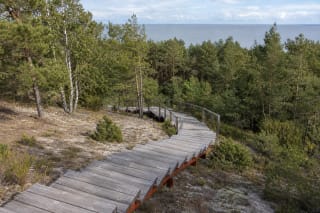 Timber stairs and boardwalk on Artists' Dune descend across a sandy slope wooded with pines and birches, with the Curonian Lagoon beyond