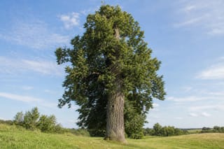 Meškėnų liepos storas tuščiaviduris kamienas ir žema plati žalia laja prižiūrimoje pakelės pievoje