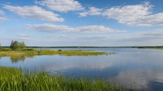Broad water, reedbeds, and summer shores of Lake Metelys in Meteliai Regional Park