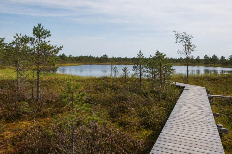 Miknaičiai Lake beyond low pines and heather-covered raised bog, with a wooden boardwalk in the foreground