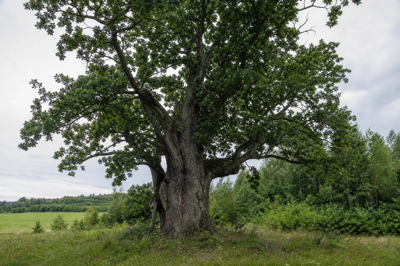 Old Mingėla Oak at the edge of fields and woodland in Plungė District