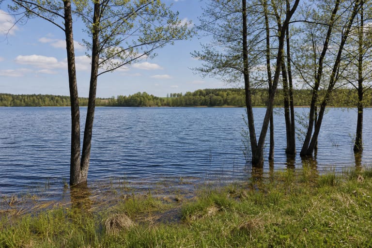 Lake Niedulis with trees standing in shallow water, a grassy shore, and woodland on the opposite bank
