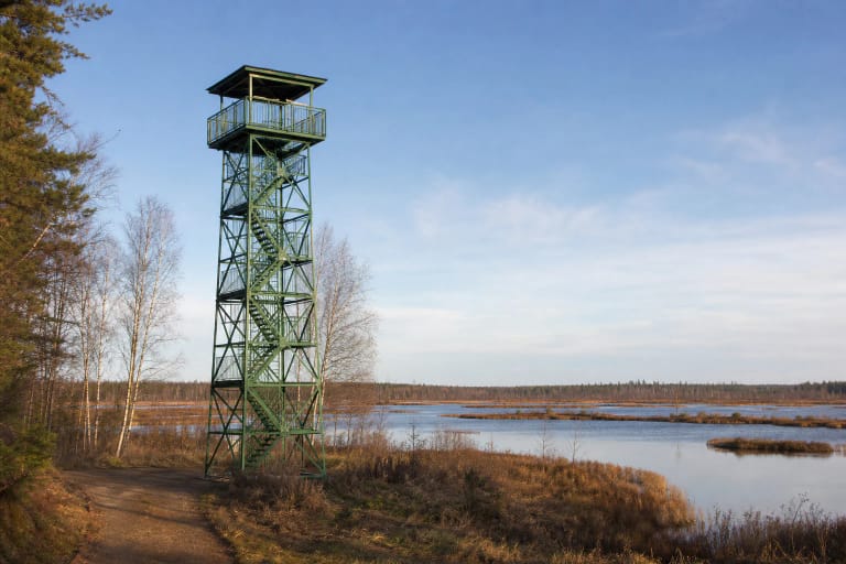 Žalias metalinis Novaraisčio paukščių stebėjimo bokštelis virš pelkės vandenų ir nendrynų rudenį