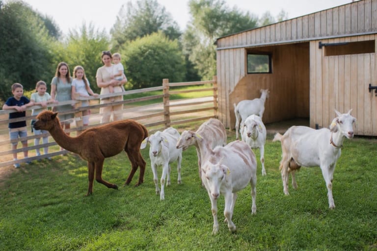 Goats and an alpaca in the OžkaMalė Farm meadow beside a wooden shelter