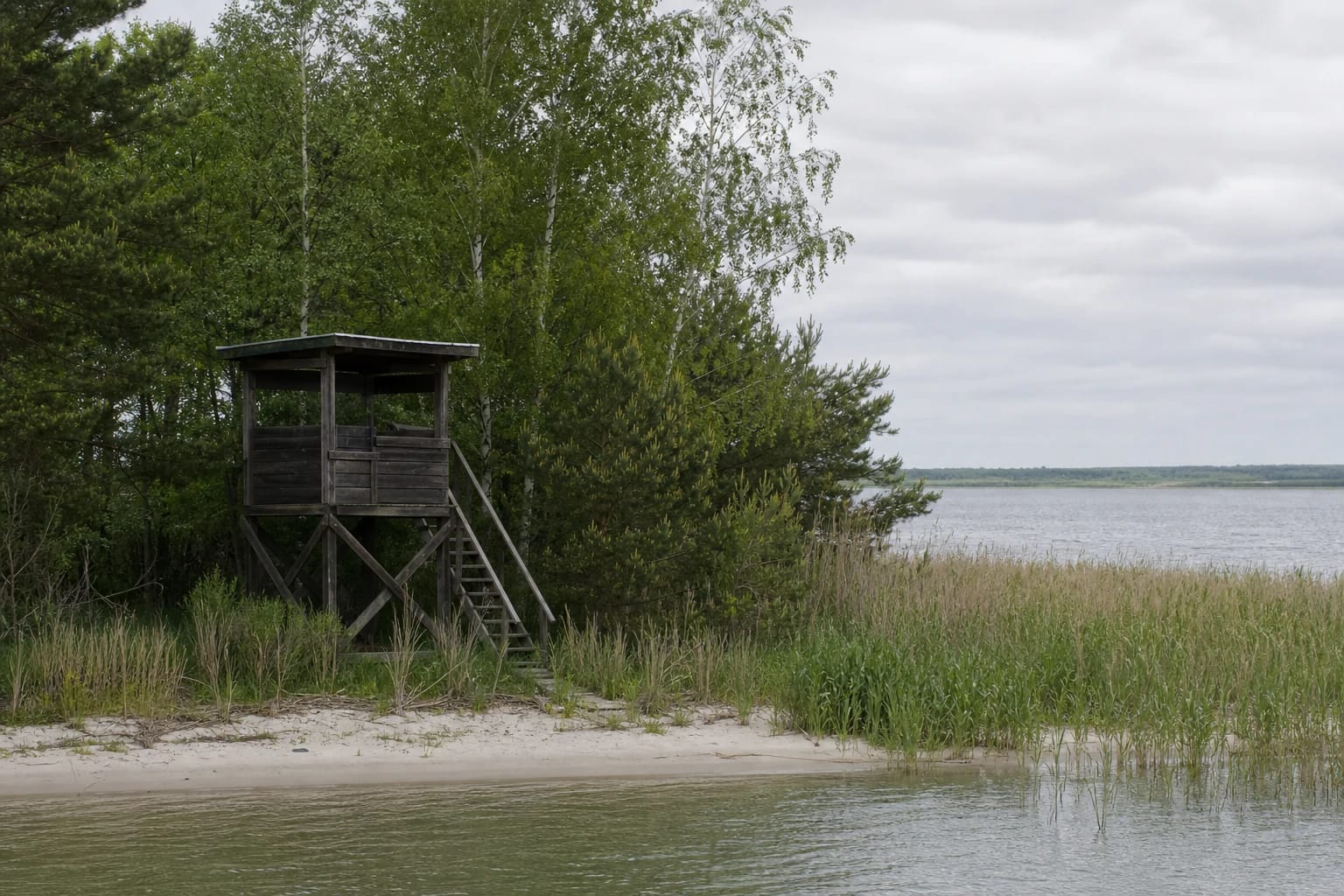 Small wooden Ožkų Ragas birdwatching tower among pines and reeds by the Curonian Lagoon