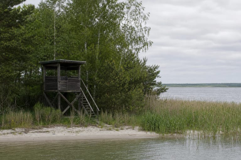 Nedidelis medinis Ožkų rago paukščių stebėjimo bokštelis tarp pušų ir nendrių prie Kuršių marių