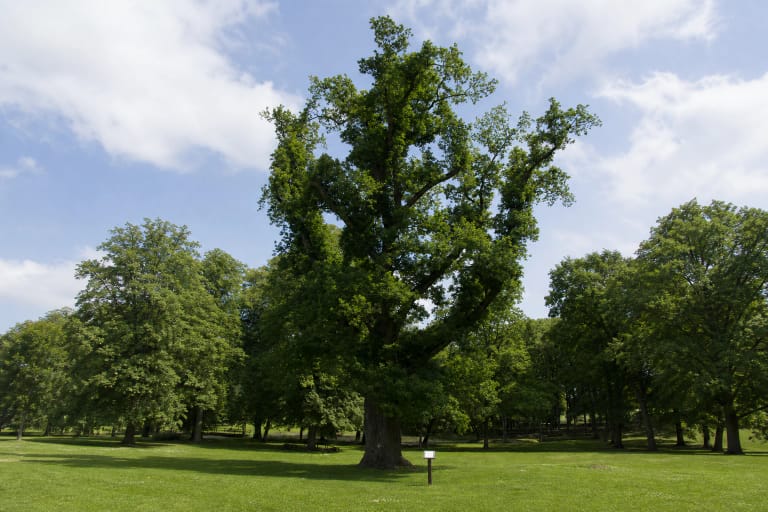 Tall broad-crowned Paežeriai Manor Oak with a thick furrowed trunk on a maintained green park lawn
