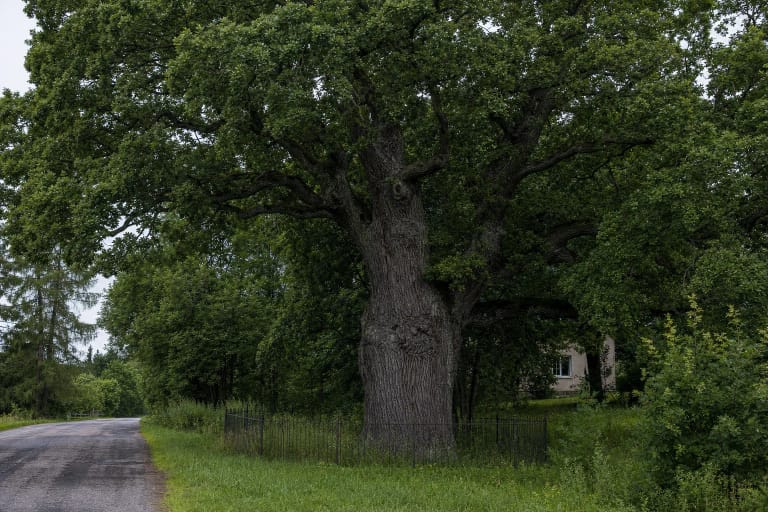 Old spreading Pagryniai Oak behind a low protective fence beside a green roadside